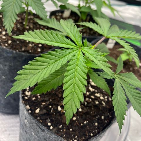 Pineapple Express P1 growlog photo: 10:45am-
Photo-credit goes to Lexi 🔥