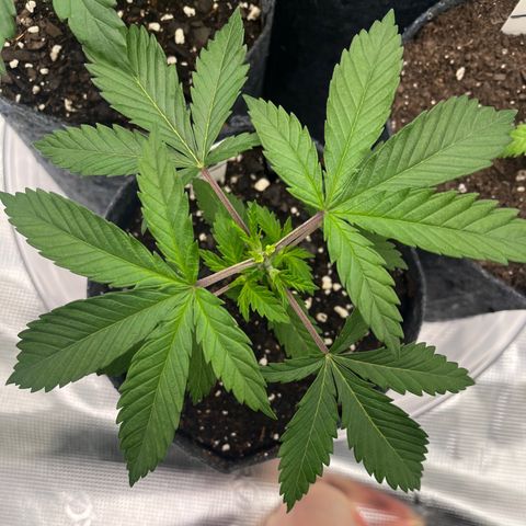 Pineapple Express P1 growlog photo: 10:45am-
Photo-credit goes to Lexi 🔥