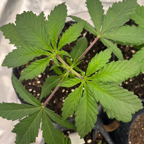 Pineapple Express P2 growlog photo: 10:45am-
Photo-credit goes to Lexi 🔥