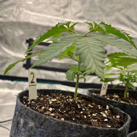 Pineapple Express P2 growlog photo: 10:45am-
Photo-credit goes to Lexi 🔥