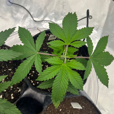 Pineapple Express P3 growlog photo: 10:45am-
Photo-credit goes to Lexi 🔥