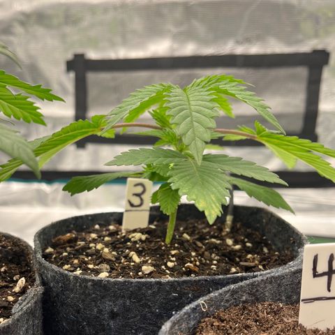 Pineapple Express P3 growlog photo: 10:45am-
Photo-credit goes to Lexi 🔥