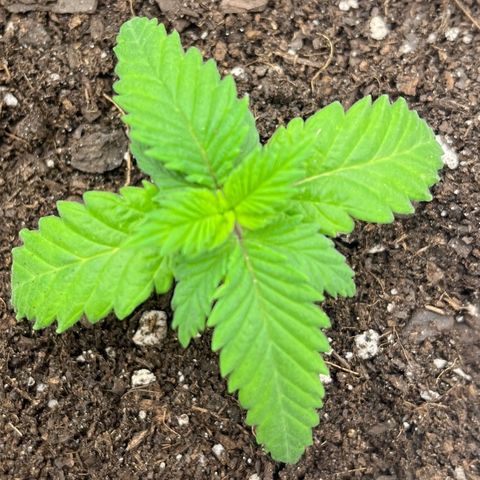 Pineapple Express P4 growlog photo: 10:45am-
Photo-credit goes to Lexi 🔥