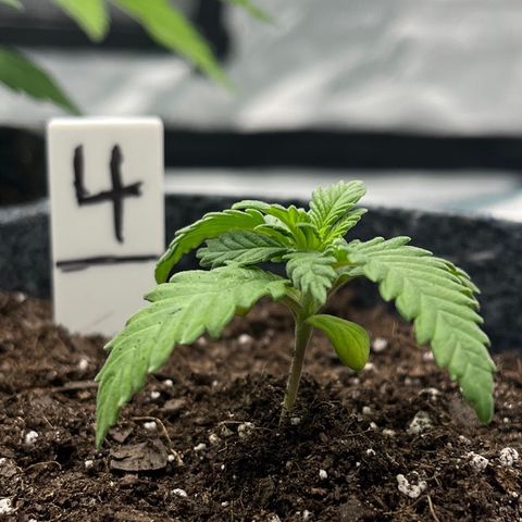 Pineapple Express P4 growlog photo: 10:45am-
Photo-credit goes to Lexi 🔥