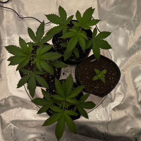Pineapple Express P3 growlog photo: 5pm- gang gang praise god baby 