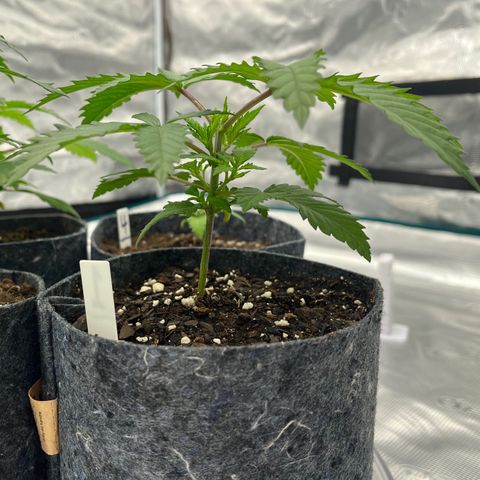 Pineapple Express P1 growlog photo: 10:30pm- stem getting thiccer and taller;
4.75” with tons of under growth