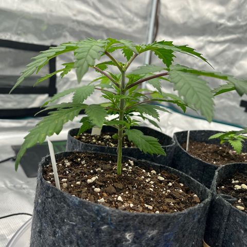 Pineapple Express P2 growlog photo: 10:30pm- stem getting dummie thicc and tall; 5.25” and lil more undergrowth