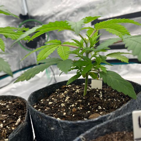 Pineapple Express P3 growlog photo: 10:30pm- stem getting thicc and tall; 4.25” and the most undergrowth