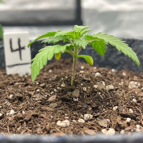 Pineapple Express P4 growlog photo: 10:30pm- little g growin leaves like loco & gettin a bit taller 2”