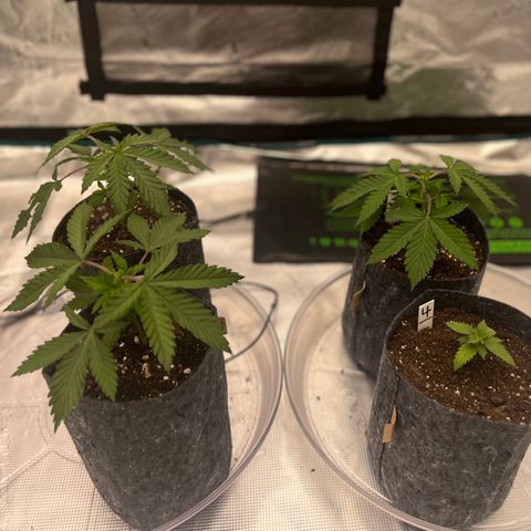 Pineapple Express P3 growlog photo: 10:30am