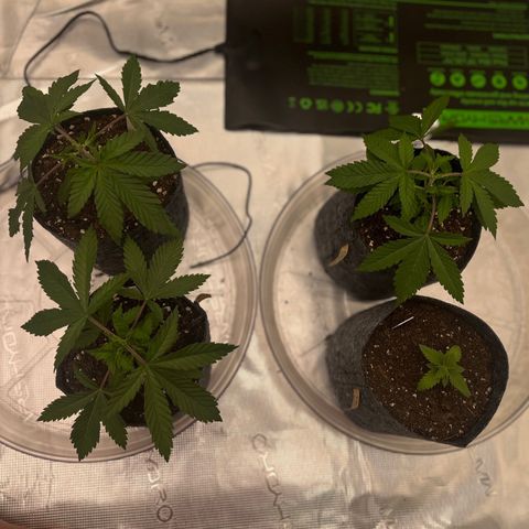 Pineapple Express P3 growlog photo: 10:30am