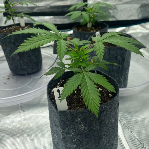 Pineapple Express P1 growlog photo: 7pm- 