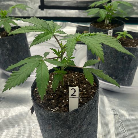 Pineapple Express P2 growlog photo: 7pm