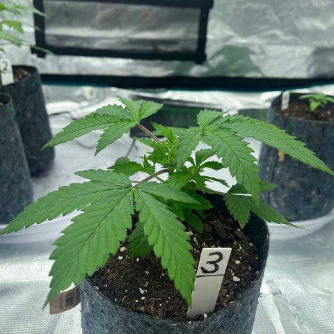 Pineapple Express P3 growlog photo: 7pm
