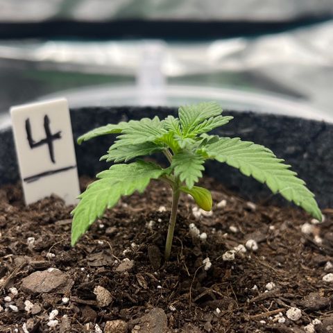 Pineapple Express P4 growlog photo: 7pm