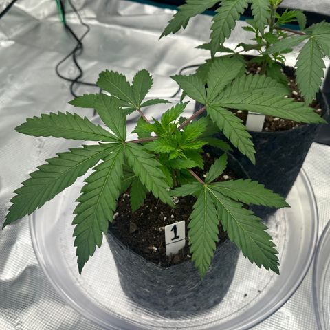 Pineapple Express P1 growlog photo: 10:45pm