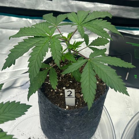 Pineapple Express P2 growlog photo: 10:45pm