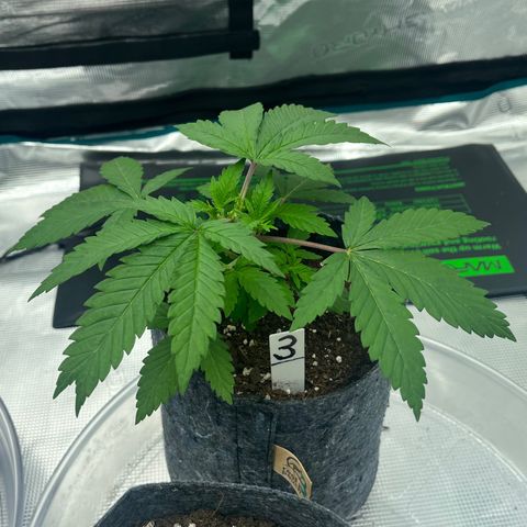 Pineapple Express P3 growlog photo: 10:45pm