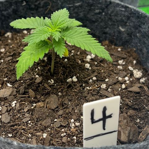 Pineapple Express P4 growlog photo: 10:45pm