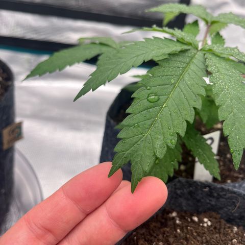 Pineapple Express P3 growlog photo: 11:45pm- would ya look at that, lil snake-tongue leaf.