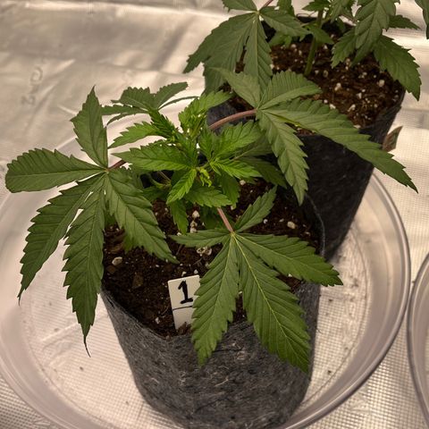 Pineapple Express P1 growlog photo: 10:45am-