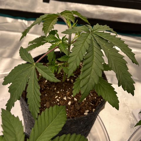 Pineapple Express P2 growlog photo: 10:45am-