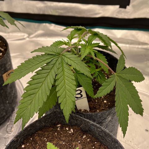Pineapple Express P3 growlog photo: 10:45am- lookin thirstiest if the bunch. Watering this evening