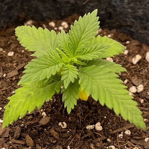 Pineapple Express P4 growlog photo: 10:45am-