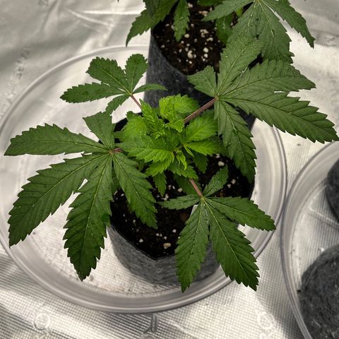 Pineapple Express P1 growlog photo: 6pm- little post water droop