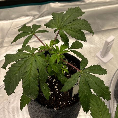 Pineapple Express P2 growlog photo: 6pm- the most post water droopiness, being so dramatic 🙄🤨