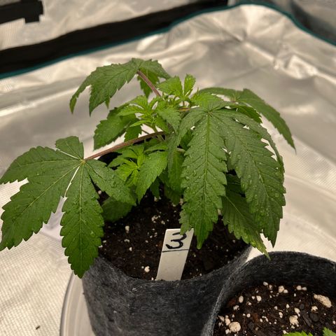 Pineapple Express P3 growlog photo: 6pm- least post water droopiness, leaves higher than this mornin tho 