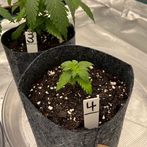 Pineapple Express P4 growlog photo: 6pm- water champ, actually least droopy out of 4 and this her first watering