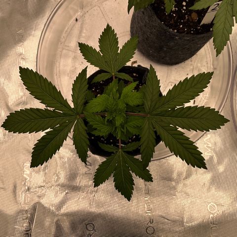 Pineapple Express P1 growlog photo: 11:59pm