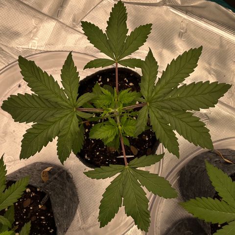 Pineapple Express P2 growlog photo: 11:59pm