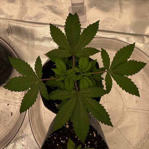 Pineapple Express P3 growlog photo: 11:59pm