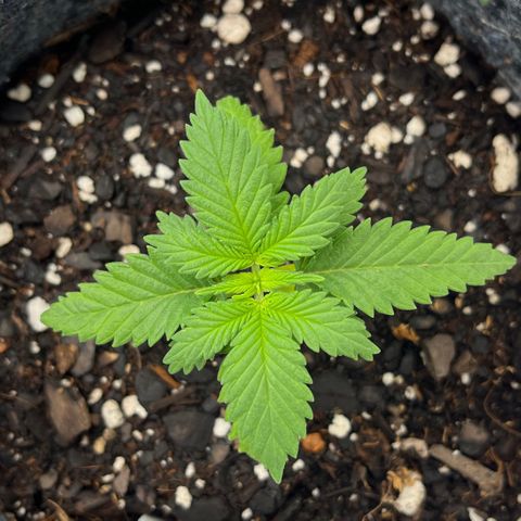 Pineapple Express P4 growlog photo: 11:59pm