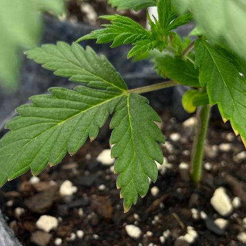 Pineapple Express P1 growlog photo: 11:59- showing signs of Potassium deficiency.