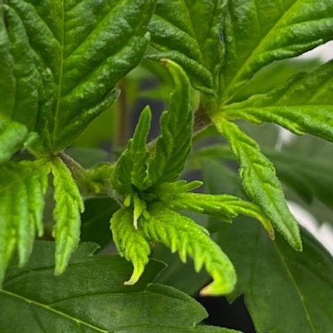 Pineapple Express P1 growlog photo: 11:59- showing signs of Potassium deficiency.
