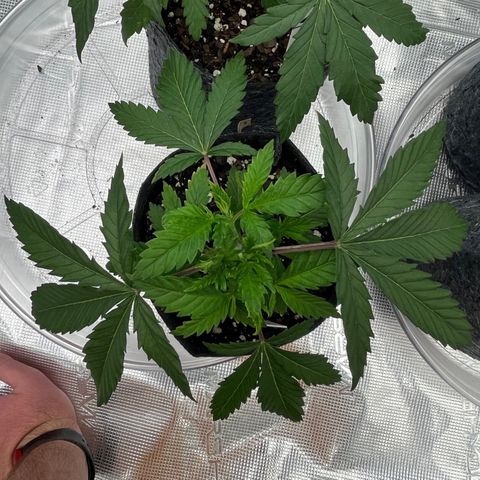 Pineapple Express P1 growlog photo: 10:45am- noticing the alleged potassium deficiency on even more leaves than last night. New water is stronger with Ca, Mg, and K 🤞🏼