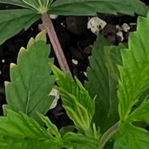Pineapple Express P1 growlog photo: 10:45am- noticing the alleged potassium deficiency on even more leaves than last night. New water is stronger with Ca, Mg, and K 🤞🏼