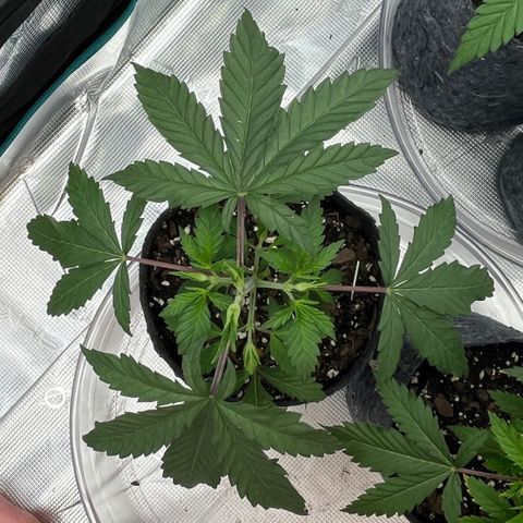 Pineapple Express P2 growlog photo: 10:45am-