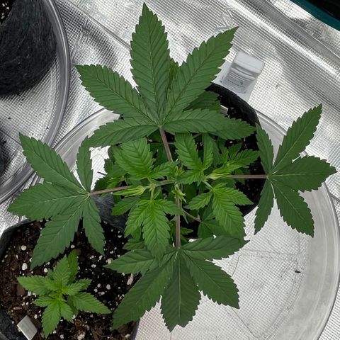 Pineapple Express P3 growlog photo: 10:45am-