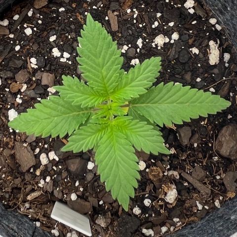 Pineapple Express P4 growlog photo: 10:45am-