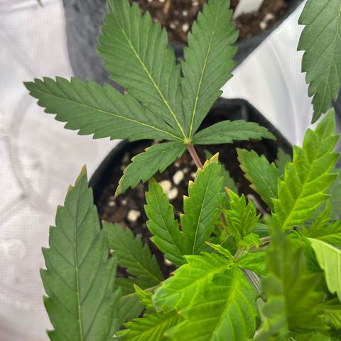 Pineapple Express P1 growlog photo: 5:30pm-
More Potassium deficciency pics