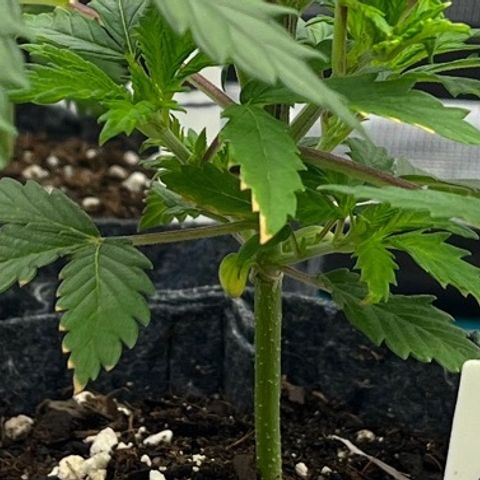 Pineapple Express P1 growlog photo: 5:30pm-
More Potassium deficciency pics