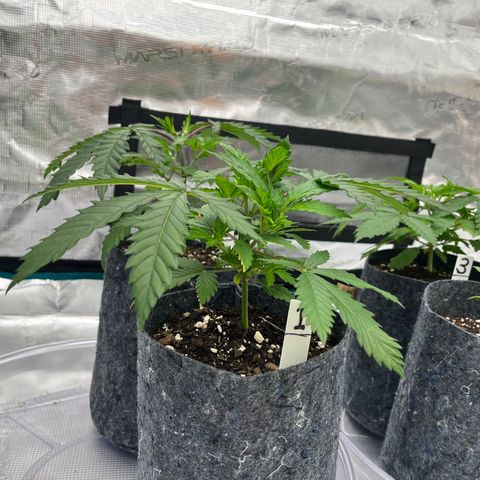 Pineapple Express P1 growlog photo: 5:30pm-
More Potassium deficciency pics