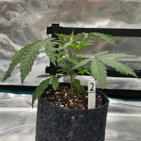 Pineapple Express P2 growlog photo: 5:30pm- still least amount of undergrowth out of 3