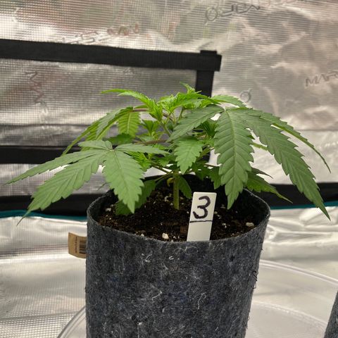 Pineapple Express P3 growlog photo: 5:30pm- still most undergrowth of 3, plus the cotyledon is about to fall off.