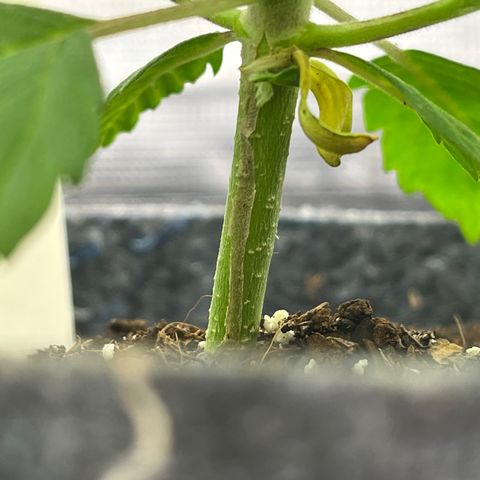 Pineapple Express P3 growlog photo: 5:30pm- still most undergrowth of 3, plus the cotyledon is about to fall off.