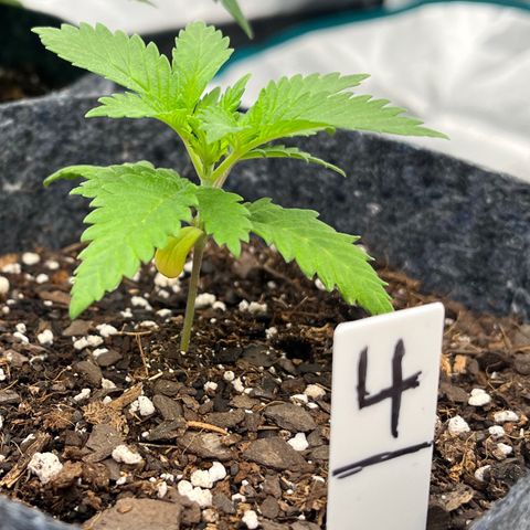 Pineapple Express P4 growlog photo: 5:30pm- wonder if the yellowing cotyledon was an early sign of potassium Deficiency all along.. 🤔 